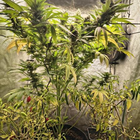 LENNON PYRAMID FOTOPERIODIC