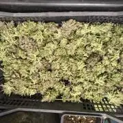 LENNON PYRAMID FOTOPERIODIC