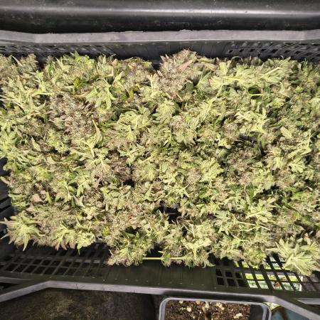 LENNON PYRAMID FOTOPERIODIC