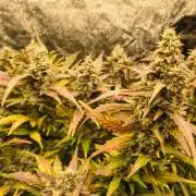 LENNON PYRAMID FOTOPERIODIC