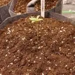 Ol Wallace's Grow #3