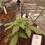 Ol Wallace's Grow #2