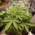 Ol Wallace's Grow #1