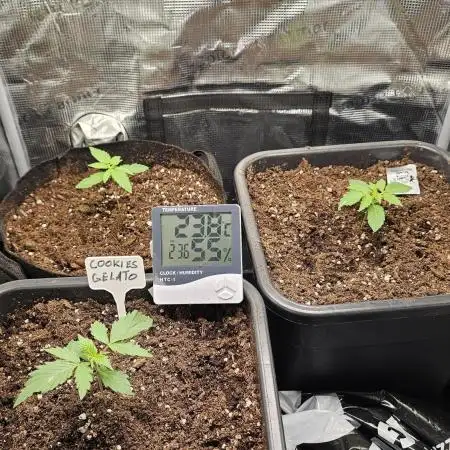 Multiple indoor grow
