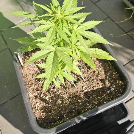 Gorilla Glue Auto outdoor