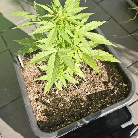 Gorilla Glue Auto outdoor