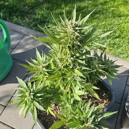 Gorilla Glue Auto outdoor