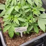 Multiple indoor grow