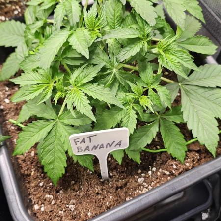Multiple indoor grow