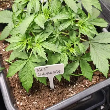 Multiple indoor grow