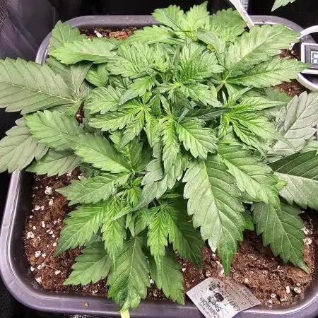 Multiple indoor grow