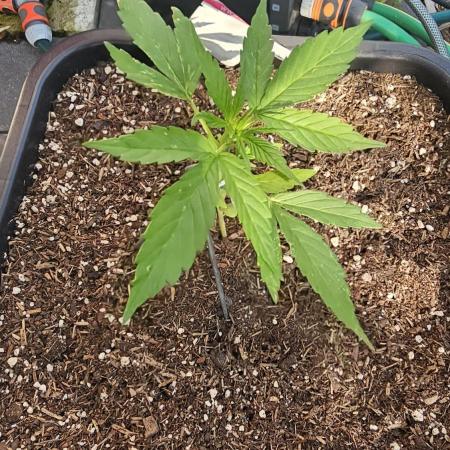 Gorilla Glue Auto outdoor