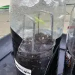 Multi-Strain-Grow outdoor Lindaseeds