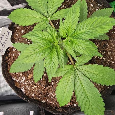 Multiple indoor grow