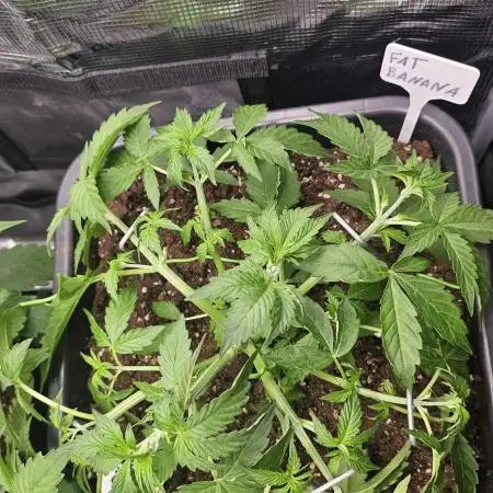 Multiple indoor grow