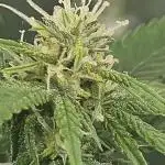 1st real grow