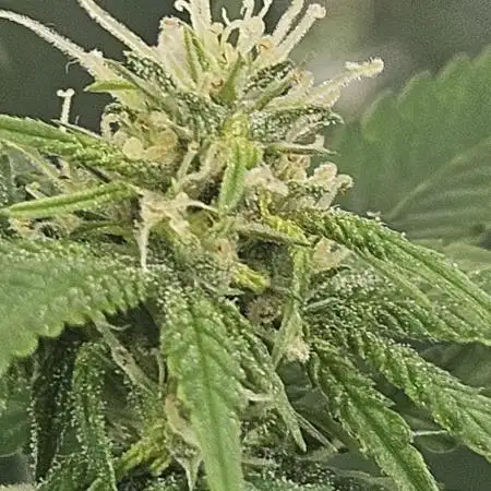 1st real grow