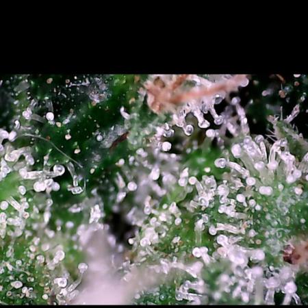 1st real grow