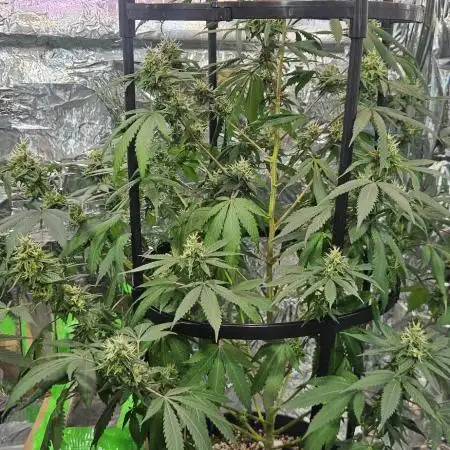1st real grow