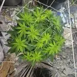 1st real grow