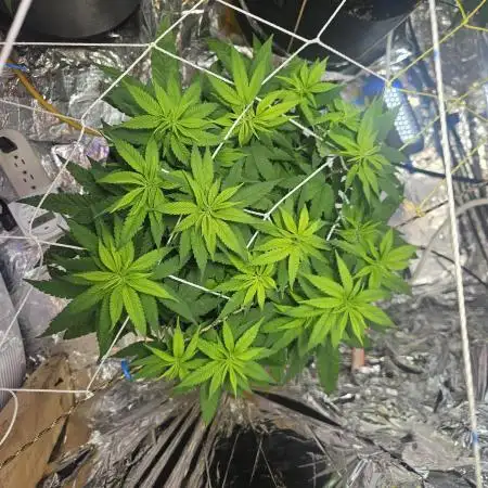 1st real grow