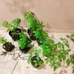 Gorila Haze