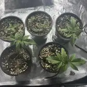 Bannana purple punch rf1