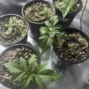 Bannana purple punch rf1