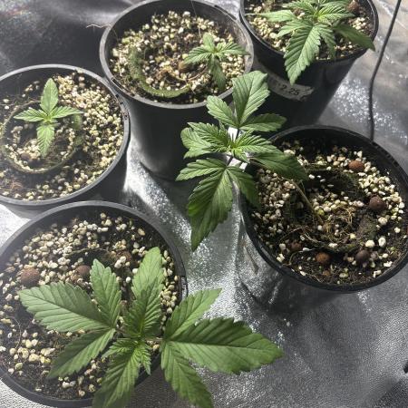 Bannana purple punch rf1