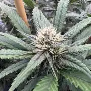 Banana purple punch rf3
