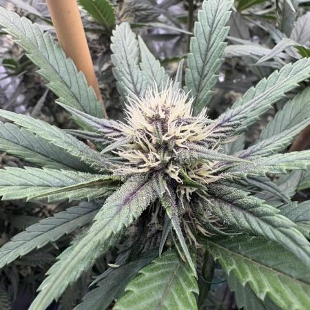 Banana purple punch rf3