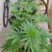 S.A.D. & Blue Bullet Auto (outdoor)