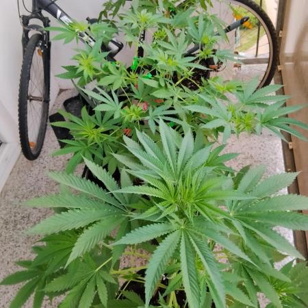 S.A.D. & Blue Bullet Auto (outdoor)