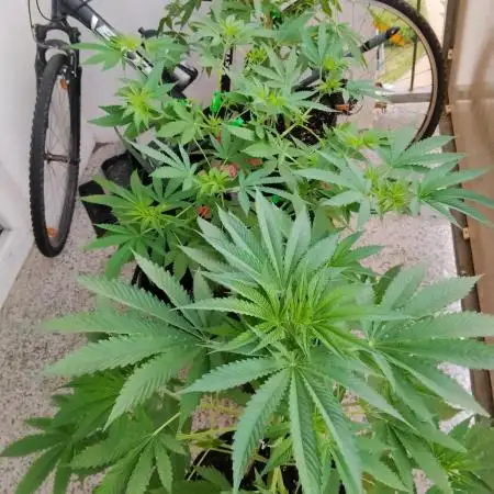 S.A.D. & Blue Bullet Auto (outdoor)