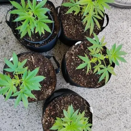 S.A.D. & Blue Bullet Auto (outdoor)