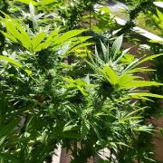 S.A.D. & Blue Bullet Auto (outdoor)