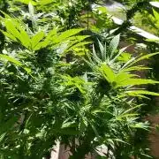 S.A.D. & Blue Bullet Auto (outdoor)