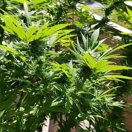 S.A.D. & Blue Bullet Auto (outdoor)