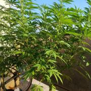 S.A.D. & Blue Bullet Auto (outdoor)