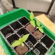 BF's: Super boof & Blue gelato 41