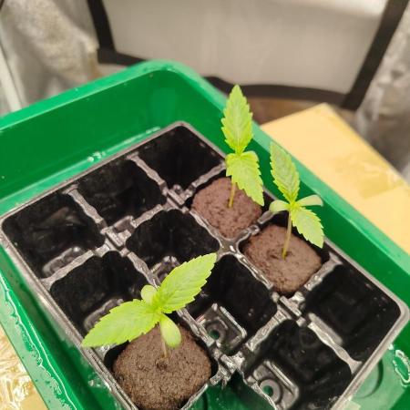 BF's: Super boof & Blue gelato 41