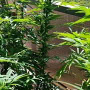 S.A.D. & Blue Bullet Auto (outdoor)