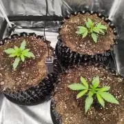 BF's: Super boof & Blue gelato 41