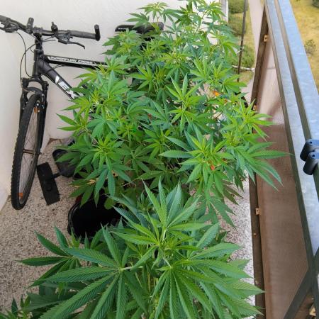 S.A.D. & Blue Bullet Auto (outdoor)
