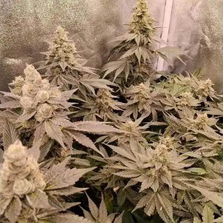 BF's: Super boof & Blue gelato 41