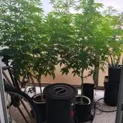 S.A.D. & Blue Bullet Auto (outdoor)