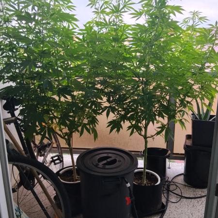S.A.D. & Blue Bullet Auto (outdoor)