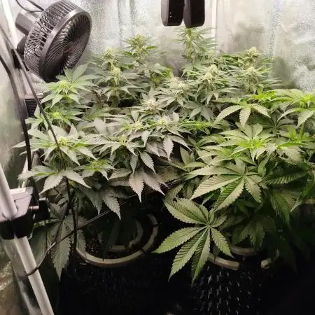 BF's: Super boof & Blue gelato 41