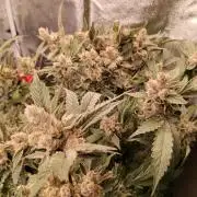 BF's: Super boof & Blue gelato 41
