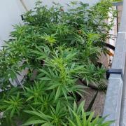 S.A.D. & Blue Bullet Auto (outdoor)